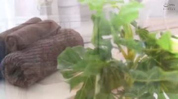 新学生妹放学回春脚底按摩＋ Vol.033 悠月梨爱菜 MDTM-623