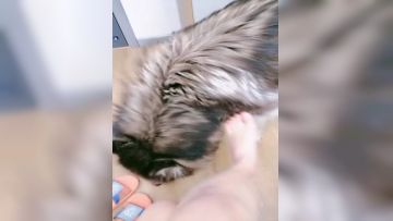 高挑模特身材 ，制服诱惑，露脸道具自慰大狗一饱眼福，阴唇阴蒂厚厚的一插就白浆流出