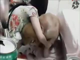 【狗直接挂5档开操】女主保持一个姿势让狗后入